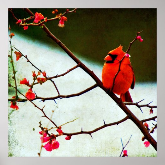 Kardinaal Poster (Voorkant)