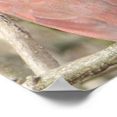 Kardinaal poster (Hoek)