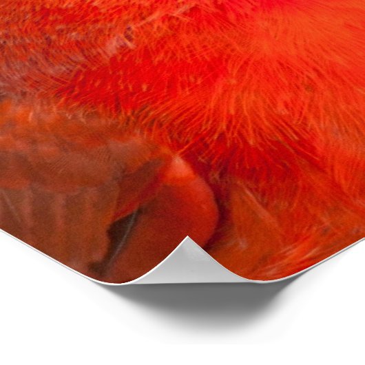 Kardinaal Poster (Hoek)