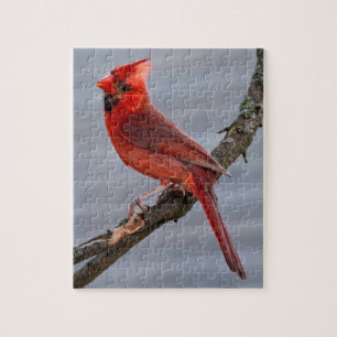 Kardinaal - Red Bird - 8x10 - 110 pc Legpuzzel
