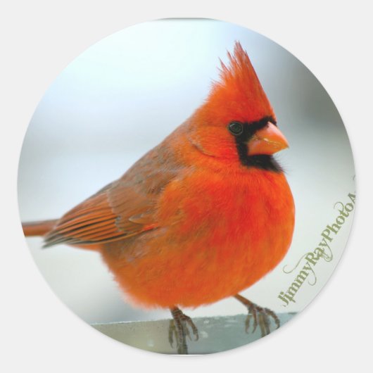 Kardinaal Red Bird Ronde Sticker (Voorkant)