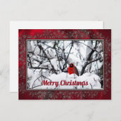 Kardinaal Redbird Snow Briefkaart (Voorkant / Achterkant)