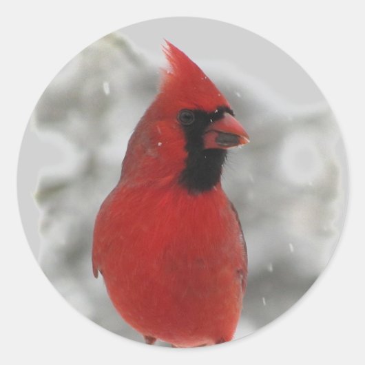 Kardinaal Ronde Sticker (Voorkant)