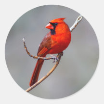 Kardinaal Ronde Sticker