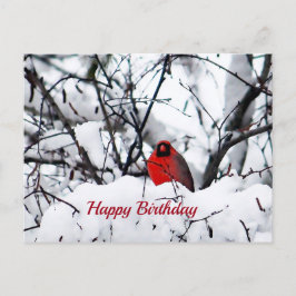 Kardinaal Roodborst Sneeuw Foto Verjaardag Briefkaart