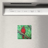Kardinaal schilderij, 2 inch vierkante magneet (Insitu (Vaatwasser))