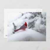 Kardinaal sneeuw briefkaart (Voorkant / Achterkant)