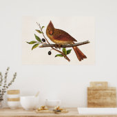 Kardinaal Song Bird Illustratie - Vrouw Poster (Keuken)