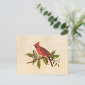 Kardinaal Song Bird Illustration - 1800's Briefkaart (Staand voorkant)