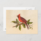 Kardinaal Song Bird Illustration - 1800's Briefkaart (Voorkant / Achterkant)