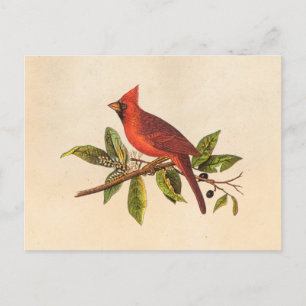 Kardinaal Song Bird Illustration - 1800's Briefkaart