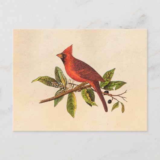 Kardinaal Song Bird Illustration - 1800's Briefkaart (Voorkant)