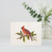 Kardinaal Song Bird Illustration - 1800's Briefkaart (Staand voorkant)