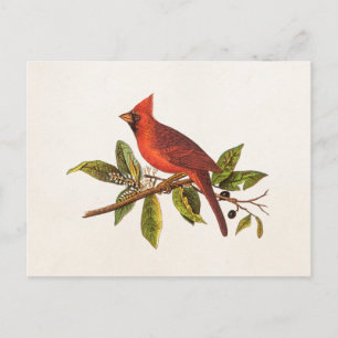 Kardinaal Song Bird Illustration - 1800's Briefkaart