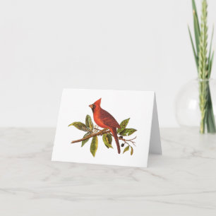 Kardinaal Song Bird Illustration - 1800's Kaart