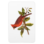  Kardinaal Song Bird Illustration - 1800's Magneet (Verticaal)