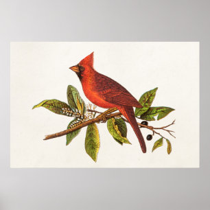 Kardinaal Song Bird Illustration - 1800's Poster