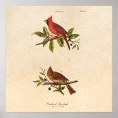  Kardinaal Song Bird Illustration - 1800's Poster (Voorkant)