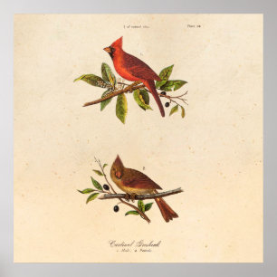 Kardinaal Song Bird Illustration - 1800's Poster