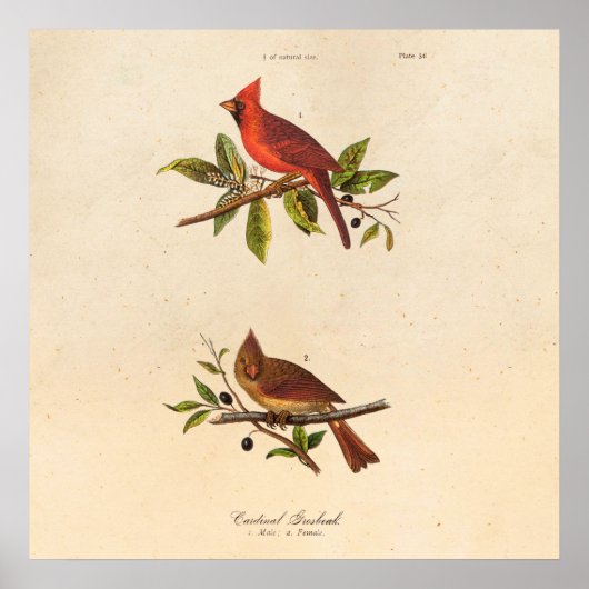  Kardinaal Song Bird Illustration - 1800's Poster (Voorkant)