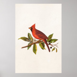 Kardinaal Song Bird Illustration - 1800's Poster