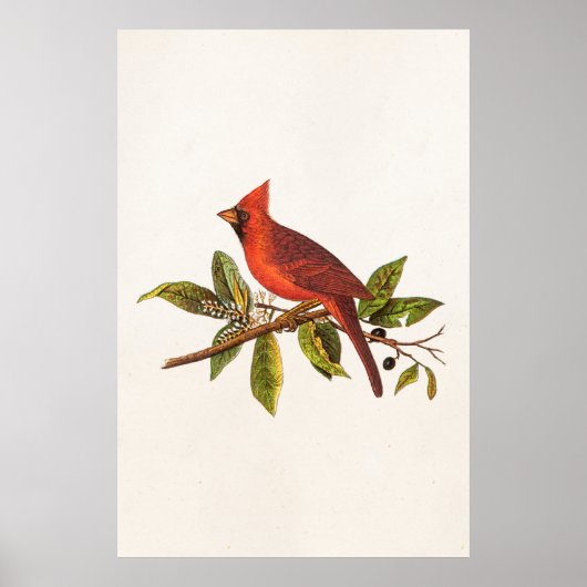 Kardinaal Song Bird Illustration - 1800's Poster (Voorkant)