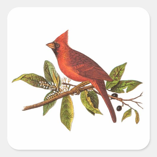  Kardinaal Song Bird Illustration - 1800's Vierkante Sticker (Voorkant)