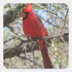 Kardinaal Vierkante Sticker