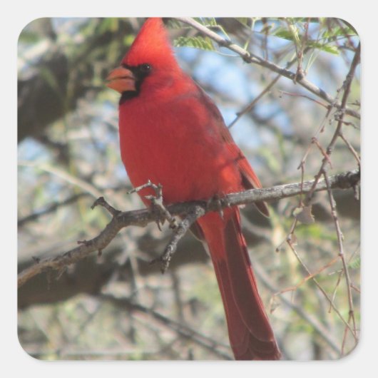 Kardinaal Vierkante Sticker (Voorkant)