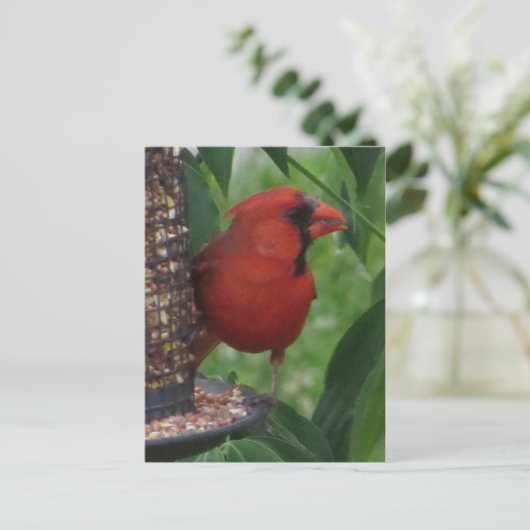 Kardinaal voer briefkaart (Staand voorkant)
