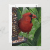 Kardinaal voer briefkaart (Voorkant / Achterkant)
