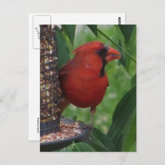 Kardinaal voer briefkaart (Voorkant / Achterkant)