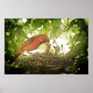 Kardinaal voer poster