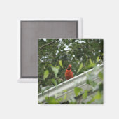 Kardinaal voor luisteren magneet (Voorkant / Achterkant)