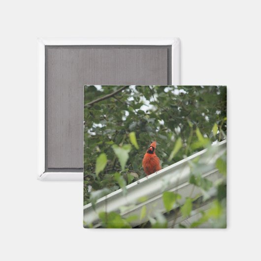 Kardinaal voor luisteren magneet (Voorkant / Achterkant)