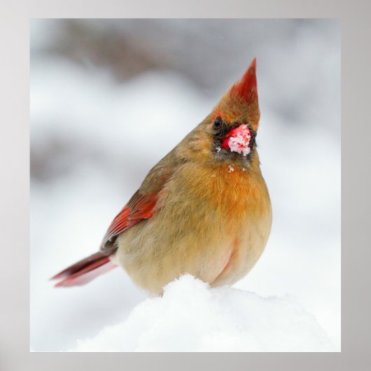 Kardinaal Vrouw Bird in Snow Poster (Voorkant)