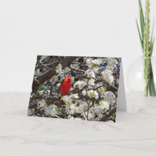 Kardinaal Wenskaart Kaart