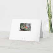 Kardinaal Zomer Pose Kaart (Achterkant)