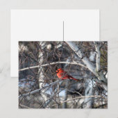 Kardinaalboom Briefkaart (Voorkant / Achterkant)
