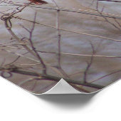 Kardinaalfamilie Poster (Hoek)