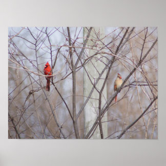 Kardinaalfamilie Poster