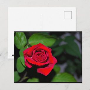 Kardinaalrode Roos Briefkaart
