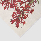 Kardinaalventilator door Mary Vaux Walcott Tissuepapier (Detail)