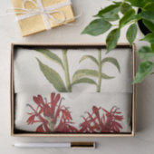 Kardinaalventilator door Mary Vaux Walcott Tissuepapier (Geschenk)