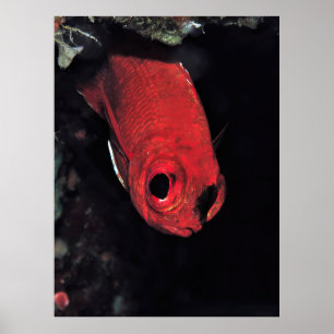Kardinaalvisportret Poster