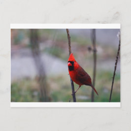 Kardinaalvogel Briefkaart