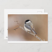 Kardinaalvogel in de winter feestdagenkaart (Voorkant / Achterkant)