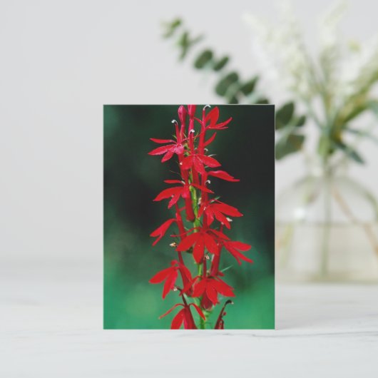 Kardinale bloemen briefkaart (Staand voorkant)