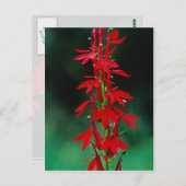 Kardinale bloemen briefkaart (Voorkant / Achterkant)