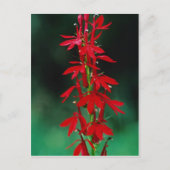 Kardinale bloemen briefkaart (Voorkant)